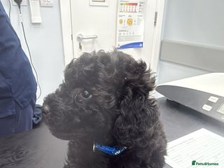 Toy Poodle dogs Beautiful sliver and black male toy poodle puppies - Advert 16