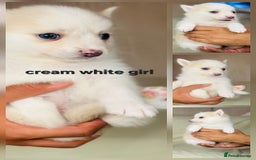Pomsky dogs for sale: Stunning F4 Pomsky pups  - Image 3