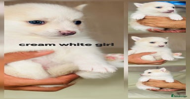 Pomsky dogs - Advert 10