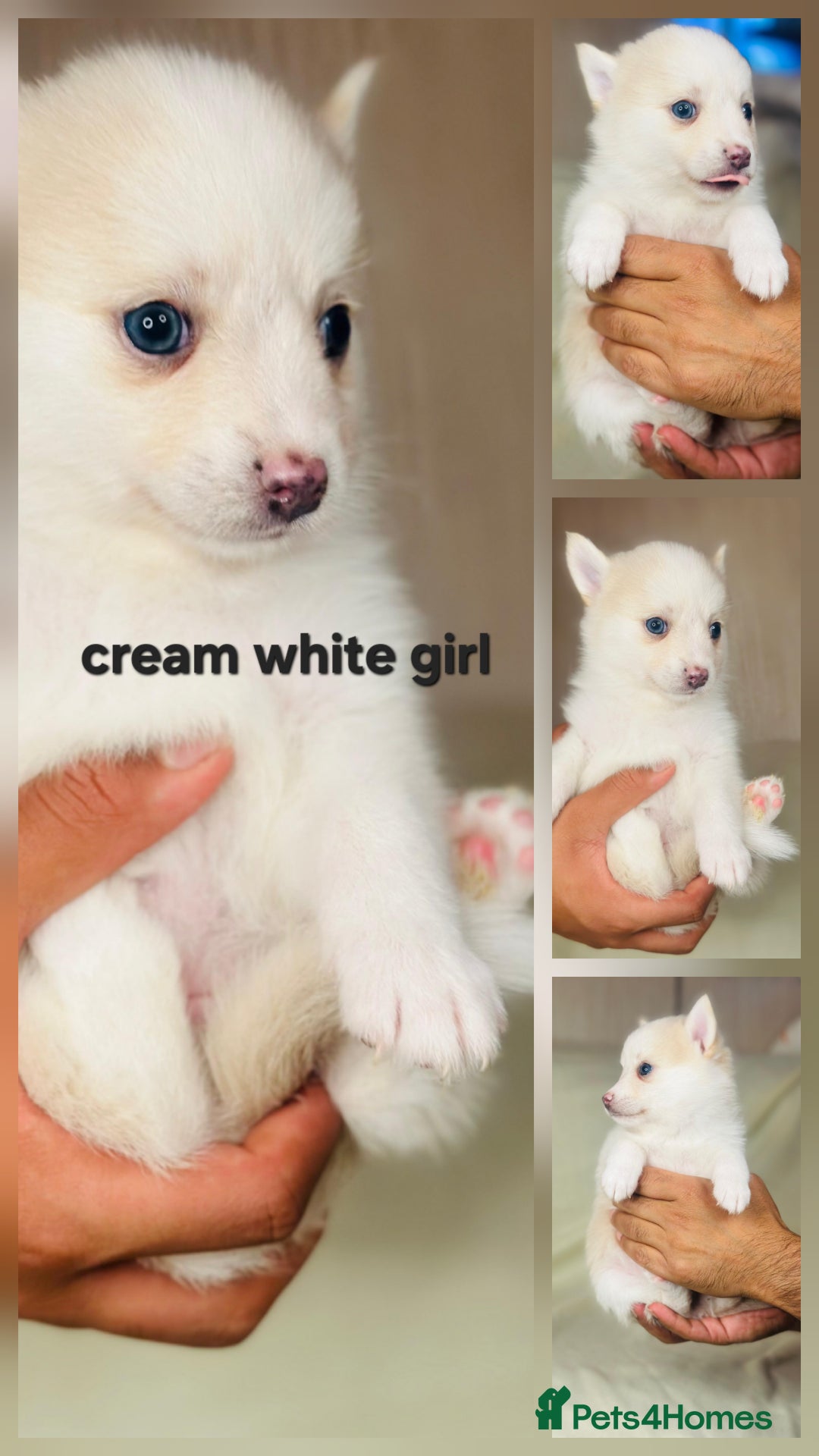 Pomsky dogs for sale: Stunning F4 Pomsky pups  - Image 3