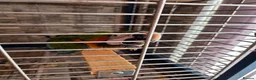Macaws birds for sale: Harlequin macaw in Lewes - Advert 2