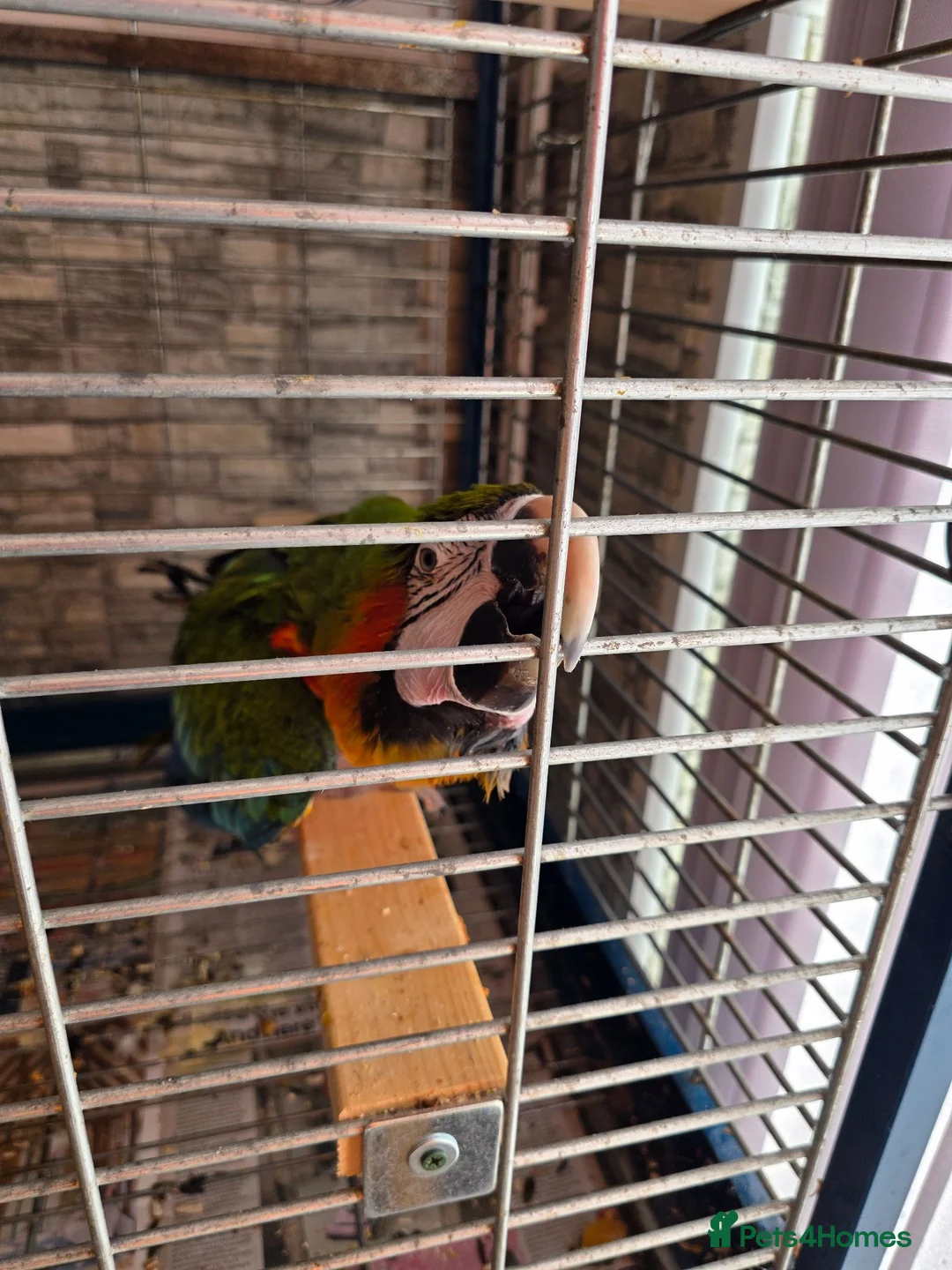 Macaws birds for sale: Harlequin macaw in Lewes - Advert 2