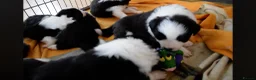 Border Collie dogs for sale: ISDS registered pups from amazing lines - Advert 22