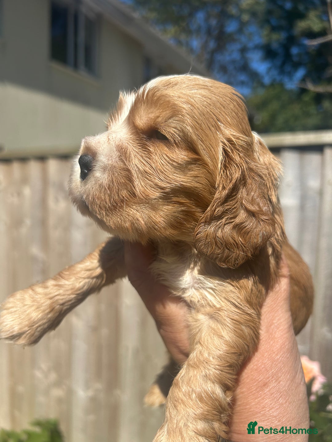 Cocker Spaniel dogs for sale: Show type cocker  spaniel “ Villaspaniol  ” kC reg - Image 7