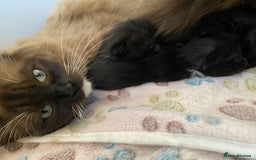 Ragdoll cats for sale: Ragdoll x kittens  - Image 8
