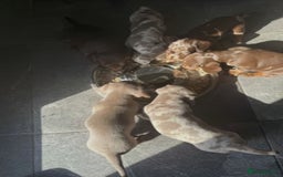 Dachshund dogs for sale: Dachshund Puppies  - Image 2
