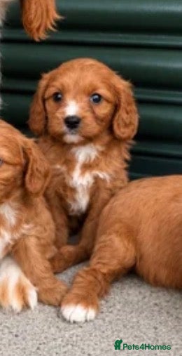 Cavapoo dogs F1 type Fox red & white Cavapoo Puppies  - Advert 2