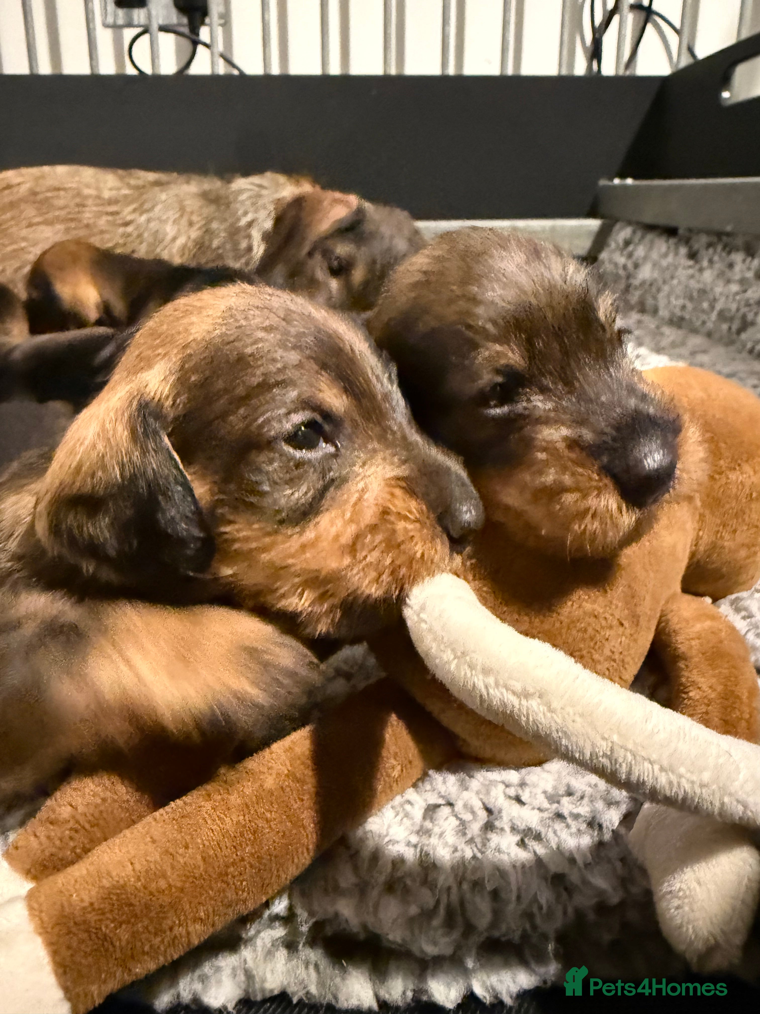 Dachshund dogs Standard Wire Haired Dachshund  - Advert 17