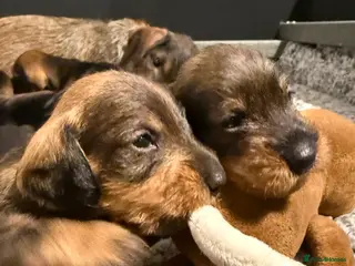 Dachshund dogs Standard Wire Haired Dachshund - Advert 17