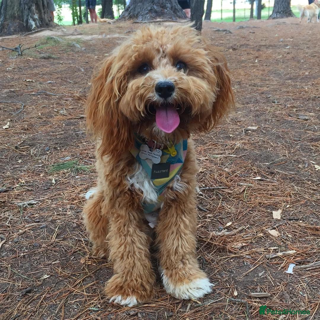 Cavapoo dogs for sale: Beautiful Cavoodle Puppy For Rehome - Image 5