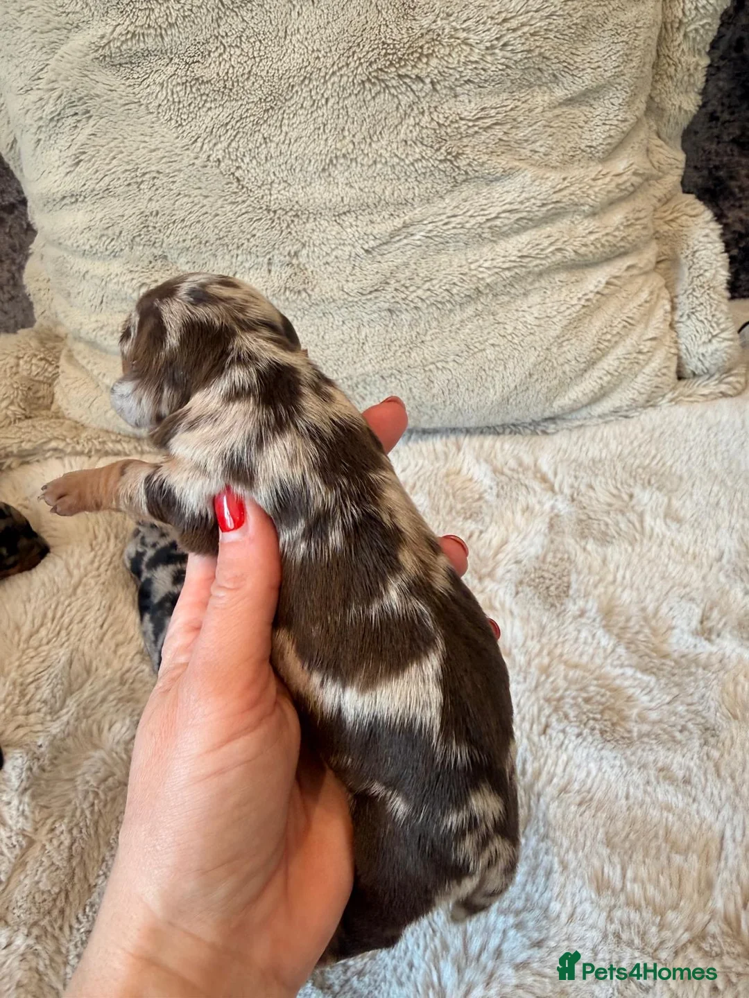 Miniature Dachshund dogs for sale: Beautiful Litter -  K.C Registered  - Advert 2