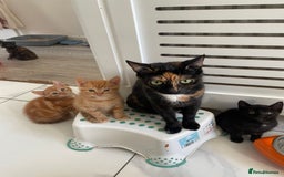 British Shorthair cats for sale: Gorgeous Kittens For Sale, Very Loving & Playful - Image 11