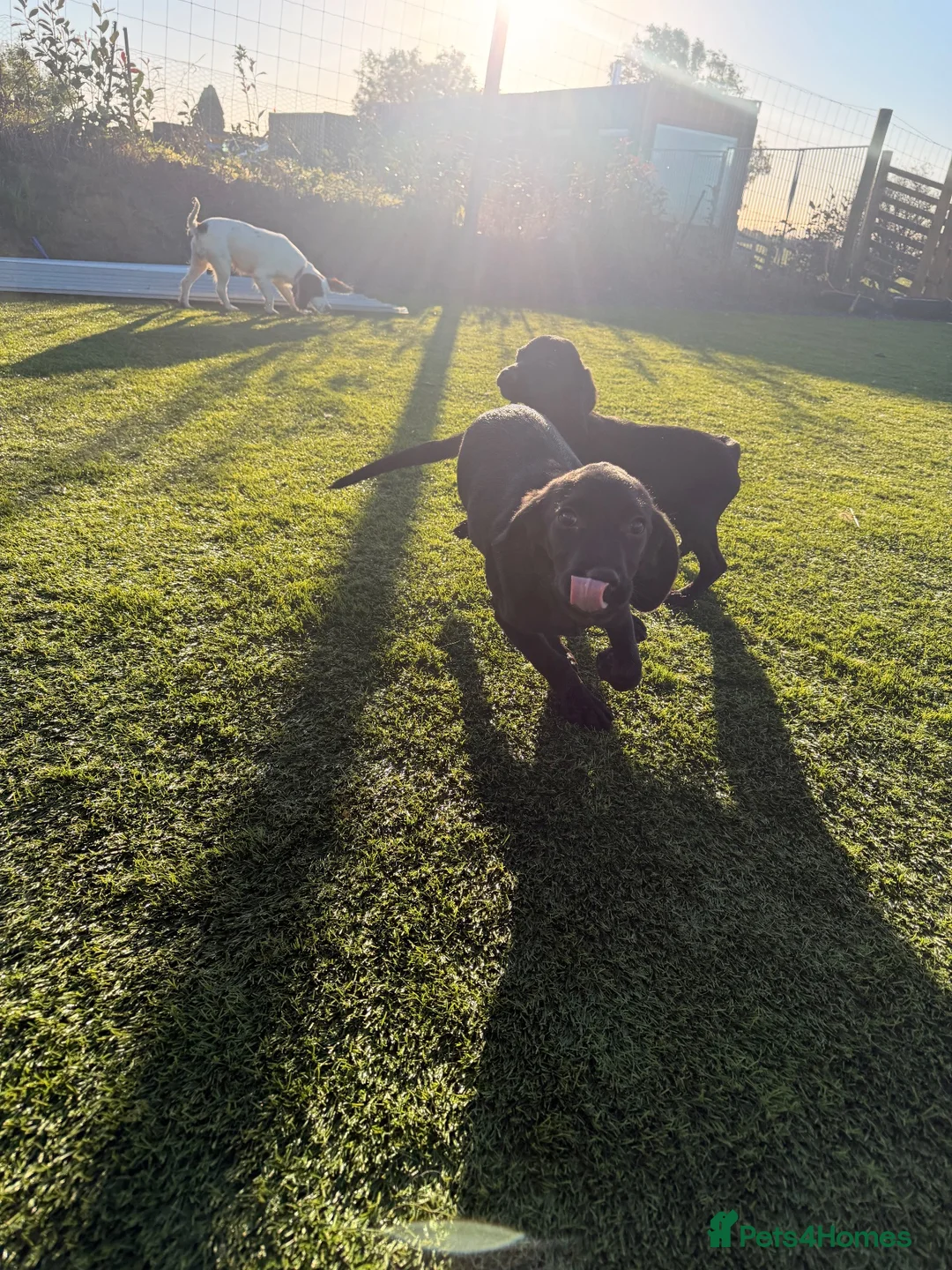 Springador dogs for sale: Springador Male pups - Advert 2