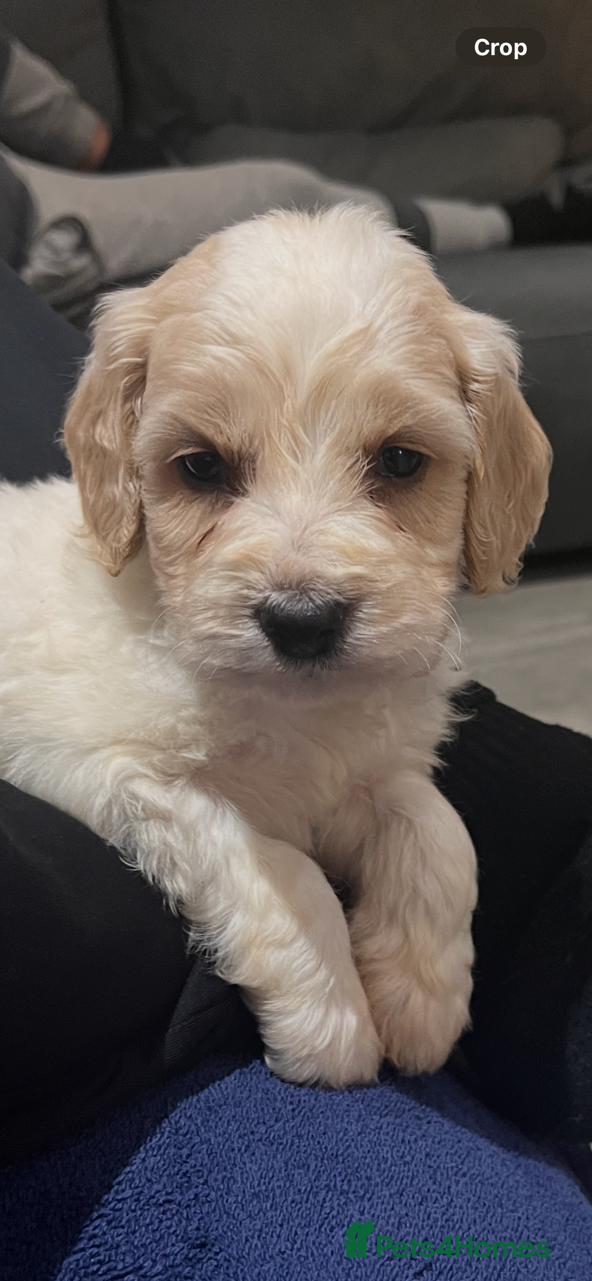 Sprocker dogs Cockerpoo puppies 6 girls 2 boy  - Advert 14