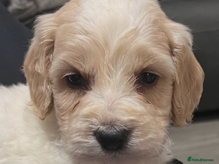 Sprocker dogs Cockerpoo puppies 6 girls 2 boy - Advert 14