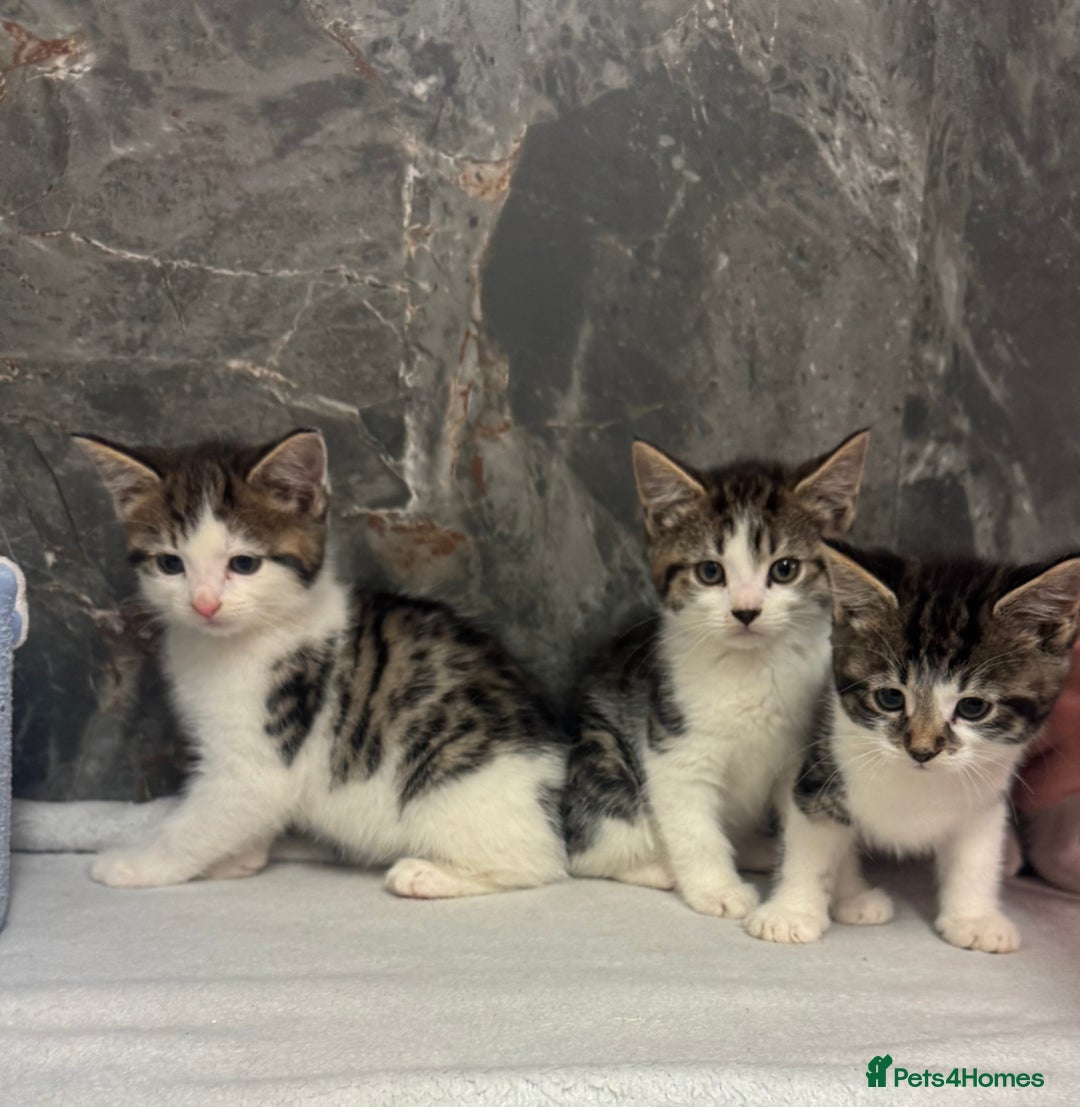 Mixed Breed cats for sale: Kittens  - Advert 6