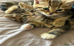 Domestic Shorthair cats for sale: Bundles of fluff  - Image 3