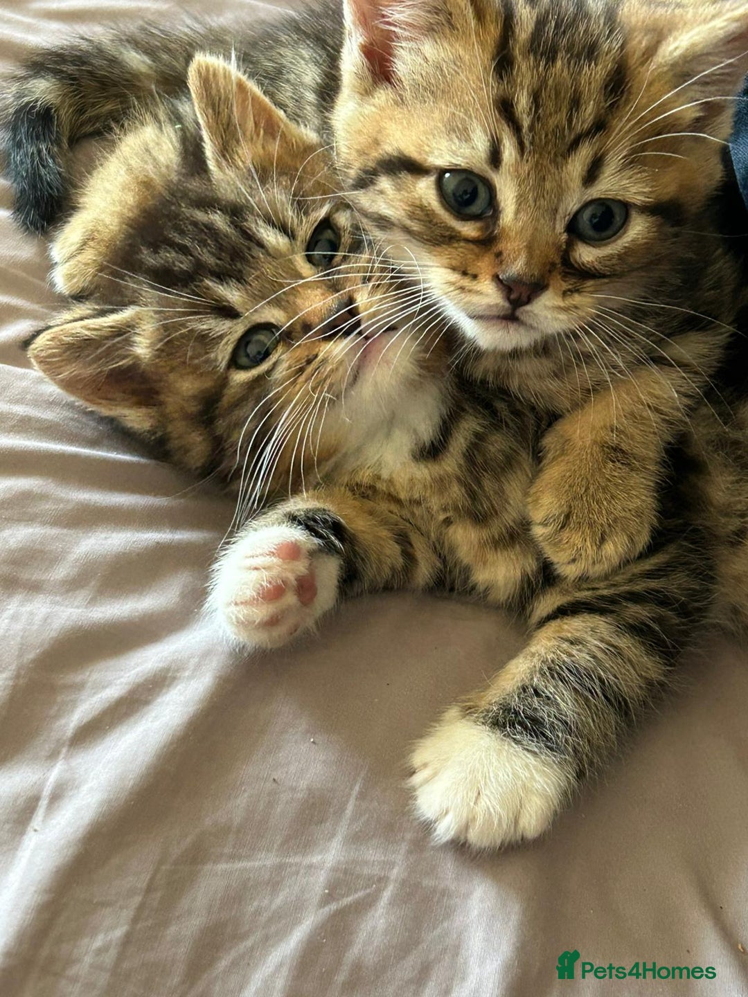 Domestic Shorthair cats for sale: Bundles of fluff  - Image 3