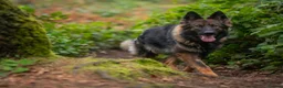 German Shepherd dogs for sale: German Shepherds 5 Star Breeder  - Advert 4