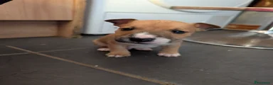 Cooper