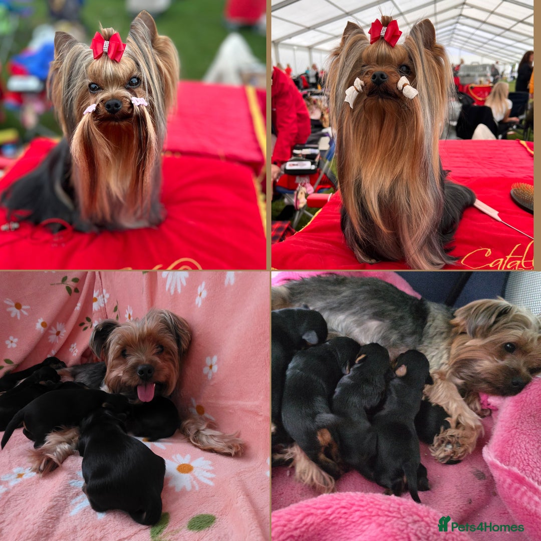 Yorkshire Terrier dogs for sale:  KC Yorkie Puppies🐶❤️ Sired by English Champion🏆 - Advert 2