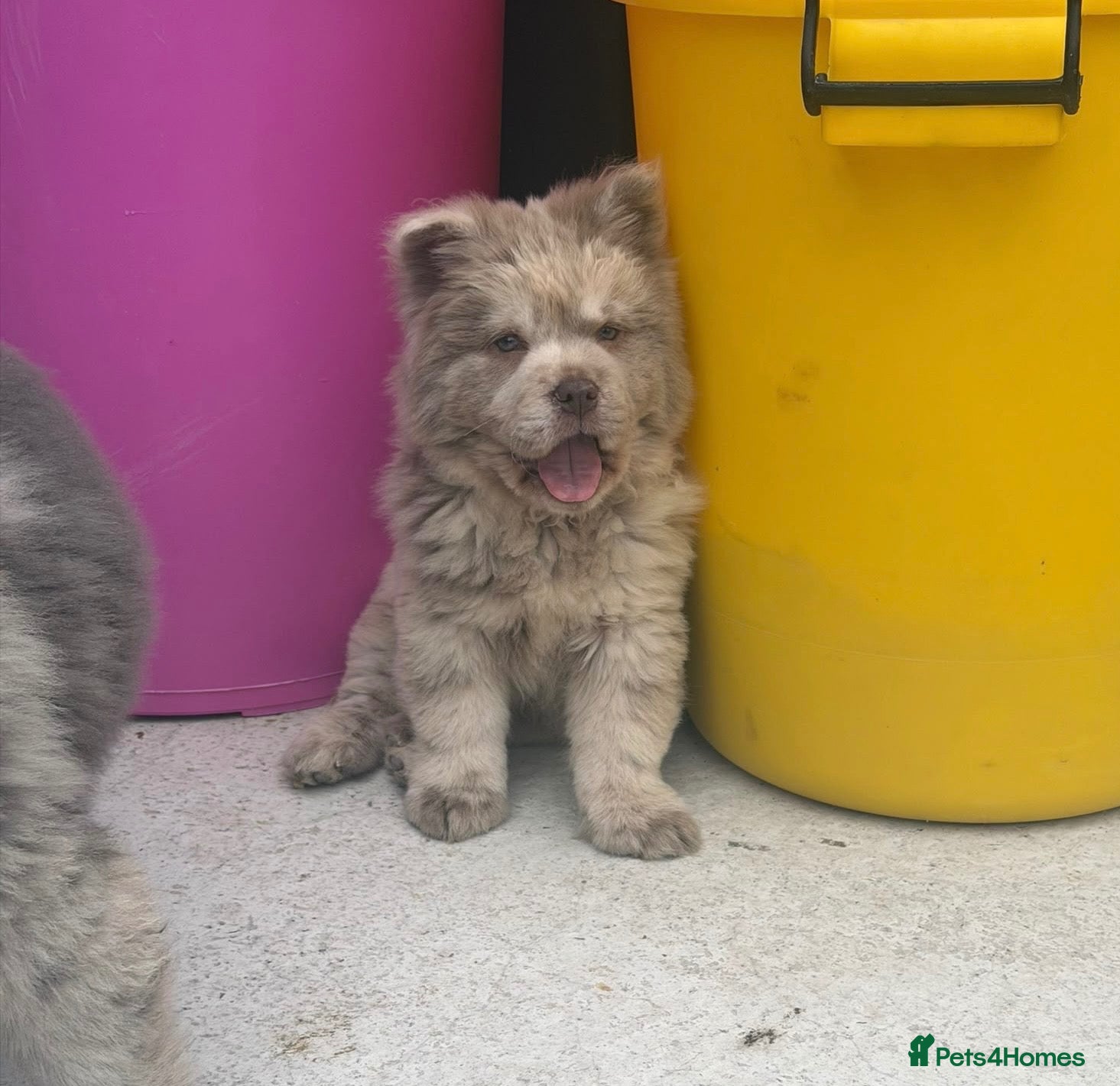 Chow Chow dogs Exotic colour male chow chow puppies for sale  - Advert 1