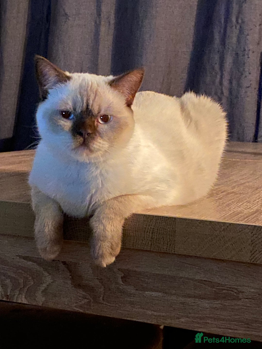 British Shorthair cats for sale: Seal Colourpoint British Shorthairs Duke&Darcey - Advert 6