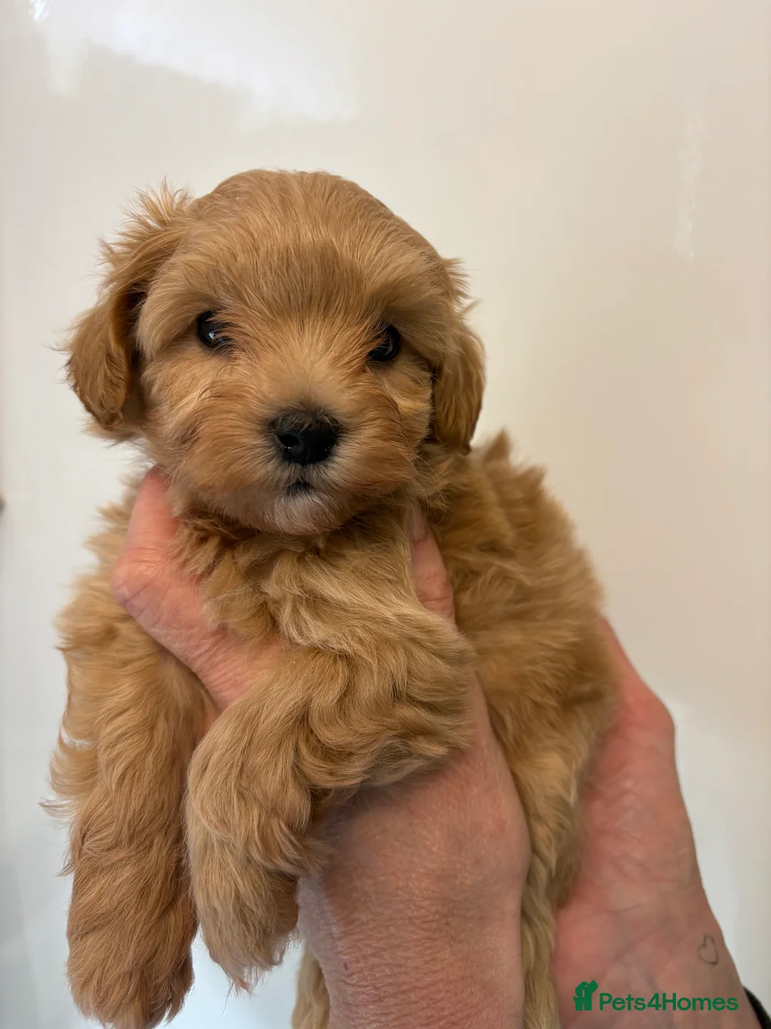Maltipoo dogs for sale: 🤩 3 stunning F1 Maltipoos 🤩 - Advert 2