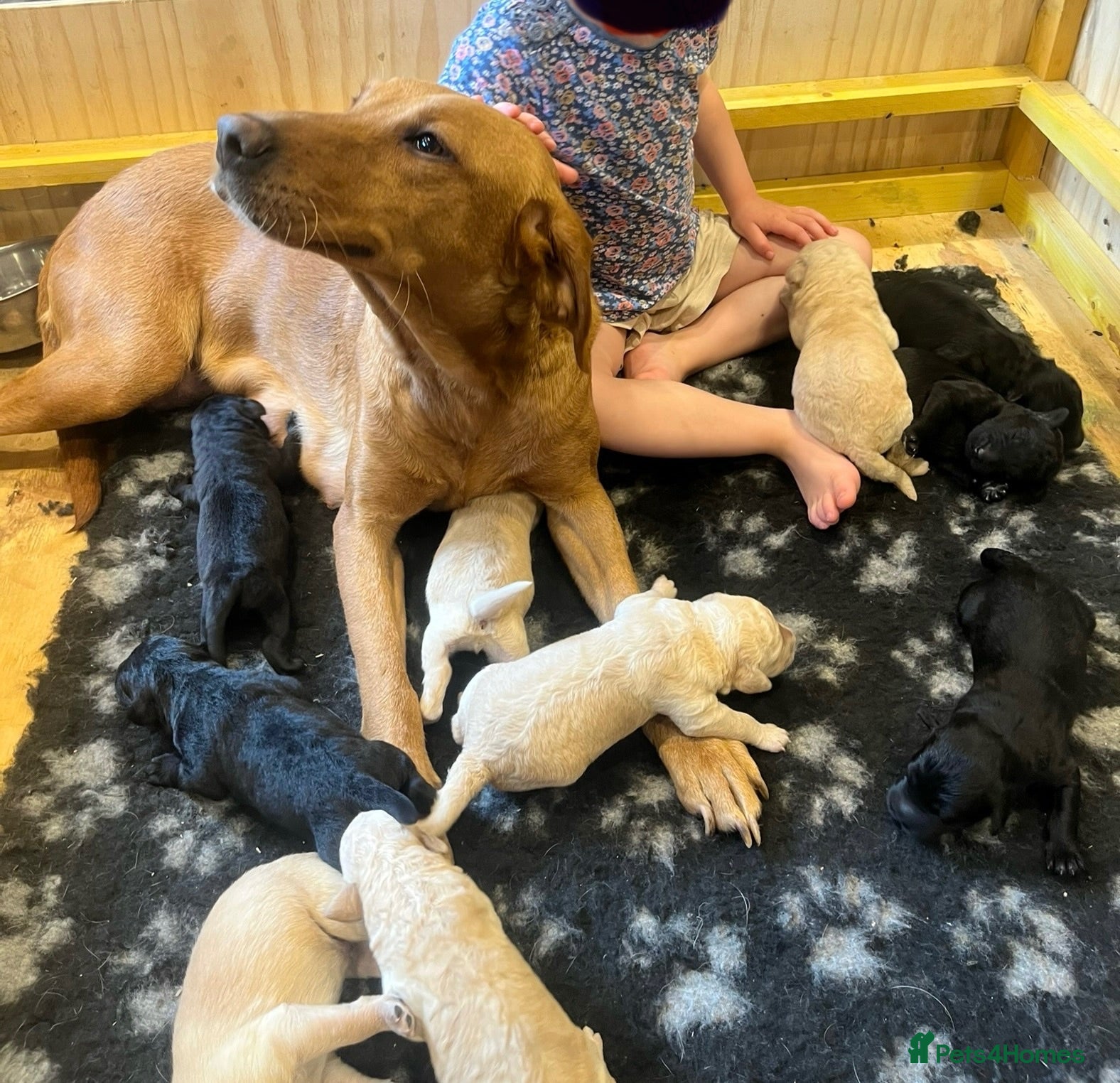 Labradoodle dogs 🐾 Beautiful Labradoodle Puppies 🐾 - Advert 16