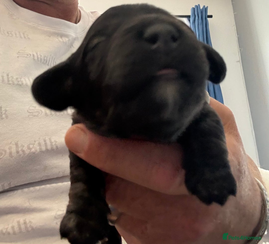 Miniature Dachshund dogs for sale: 5 SCRUMPTIOUS long hair mini Dachshunds  - Image 8