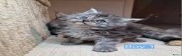 Maine Coon cats for sale: 4 mainecoon kittens looking for home in Bury - Advert 3