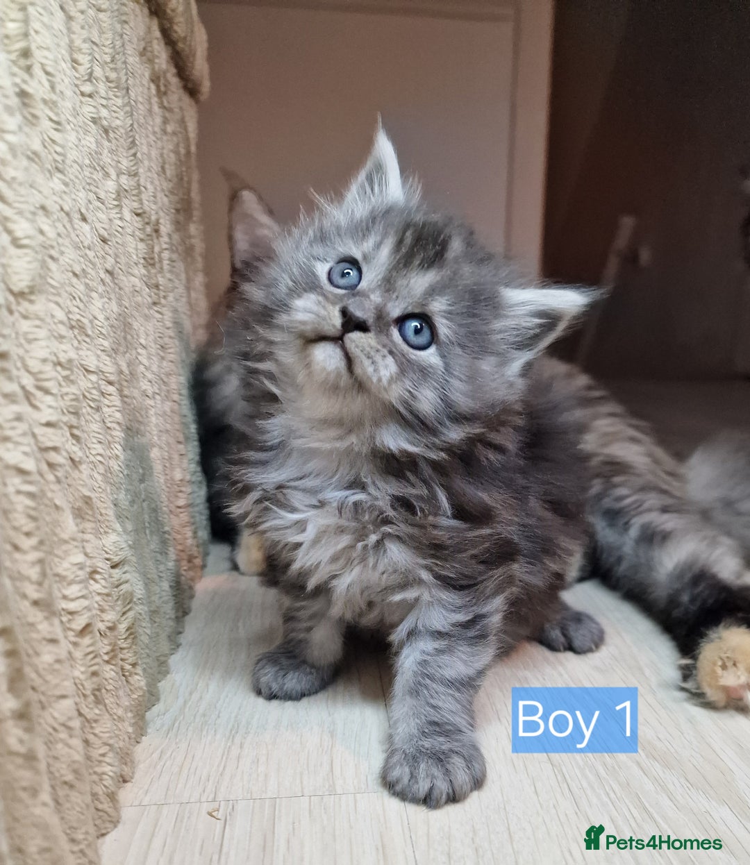 Maine Coon cats for sale: 4 mainecoon kittens looking for home in Bury - Advert 3