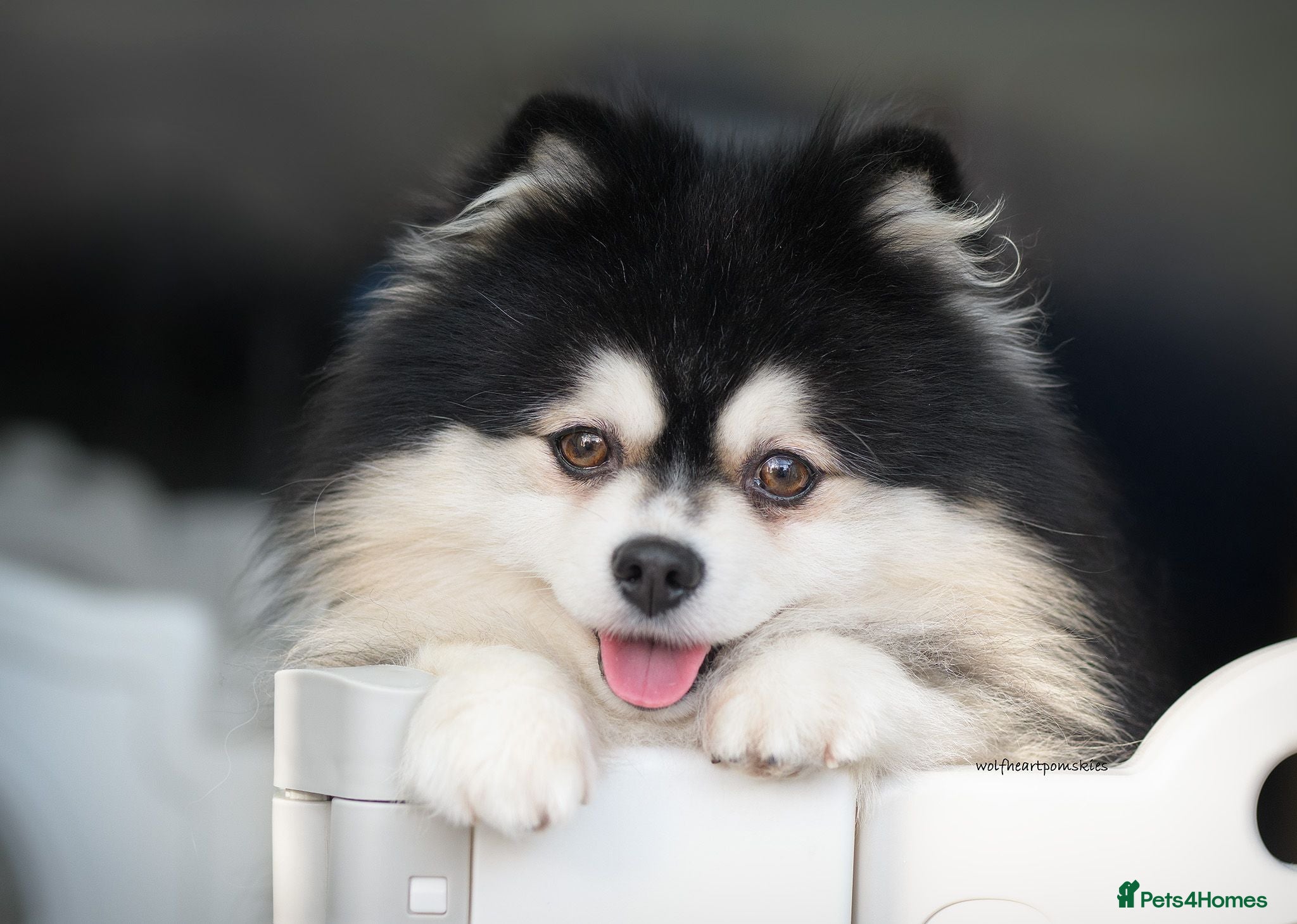 Pomsky dogs F2 4.5kg Russian Imported Pomsky for Stud - Advert 4