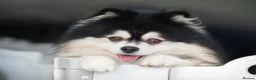 Pomsky dogs for stud: F2 4.5kg Russian Imported Pomsky for Stud - Advert 1