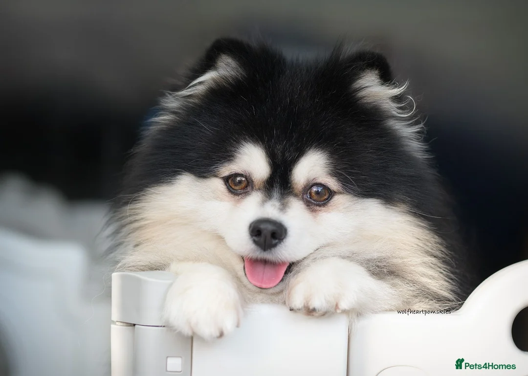 Pomsky dogs for stud: F2 4.5kg Russian Imported Pomsky for Stud - Advert 1