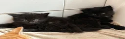 British Longhair cats for sale: Fluffy girl kittens  in Norwich - Advert 11