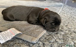 Labrador Retriever dogs for sale: 5* breeder🐾beautiful glossy black puppies ❤️  - Image 28