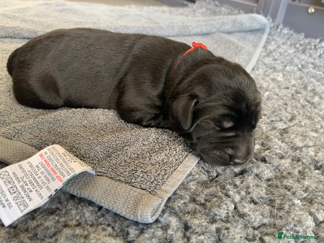 Labrador Retriever dogs for sale: 5* breeder🐾beautiful glossy black puppies ❤️  - Image 28