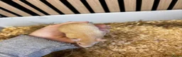 Rat rodents for sale: Male and female rats for sale(dumbo Siamese solid) - Advert 9