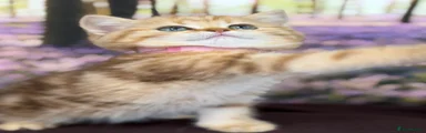 British Shorthair 10