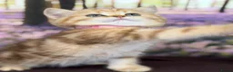 British Shorthair cats for sale: British Shorthair golden blue eyed kittensGCCF - Advert 24