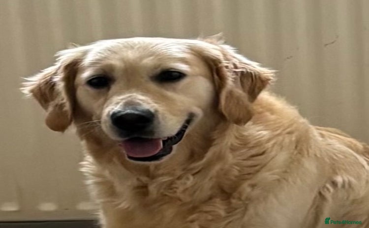 Golden Retriever dogs - Advert 1