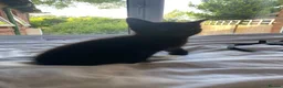 European cats for sale: 4 black kittens for sale in Dover - Advert 2