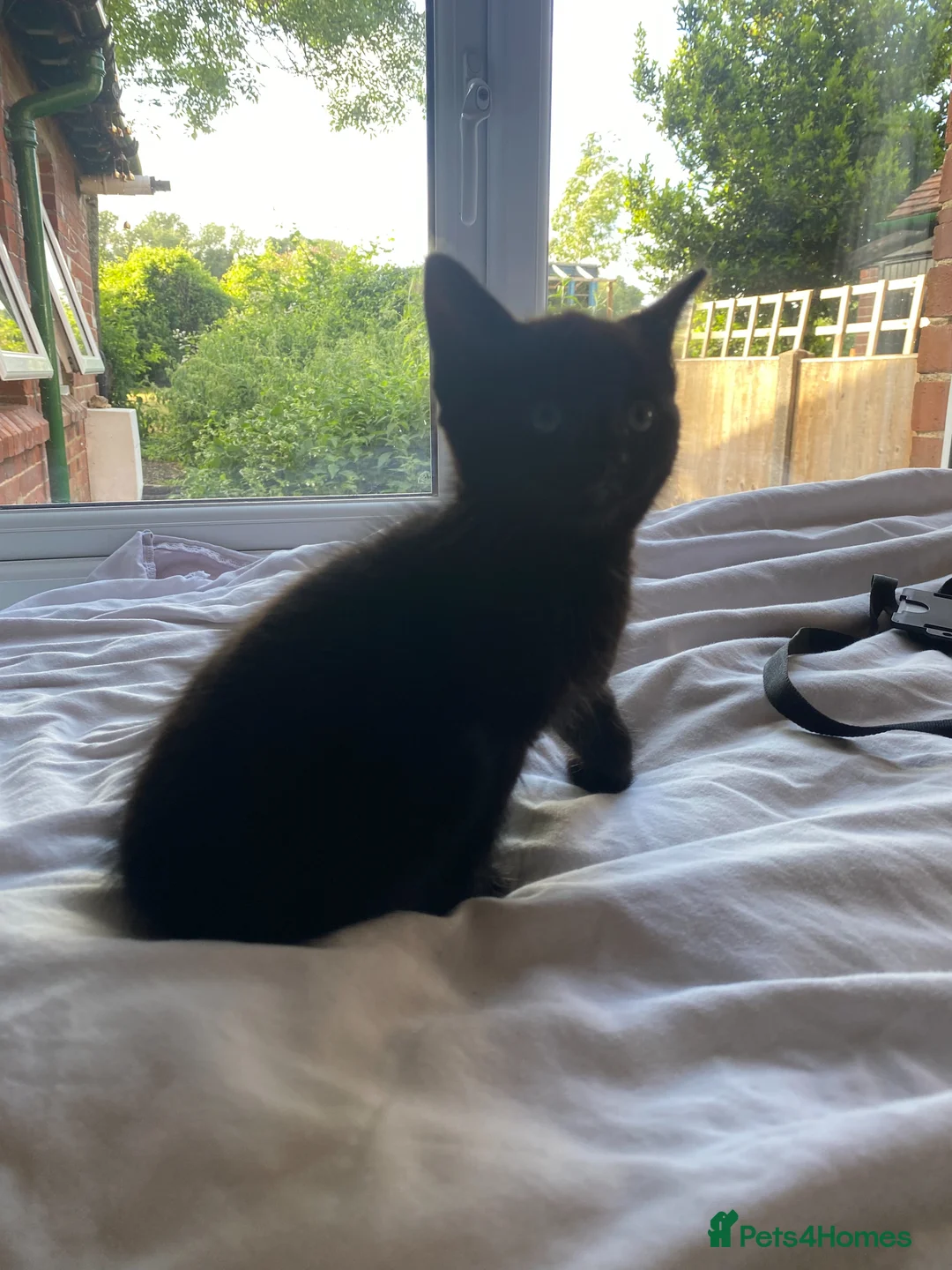 European cats for sale: 4 black kittens for sale in Dover - Advert 2