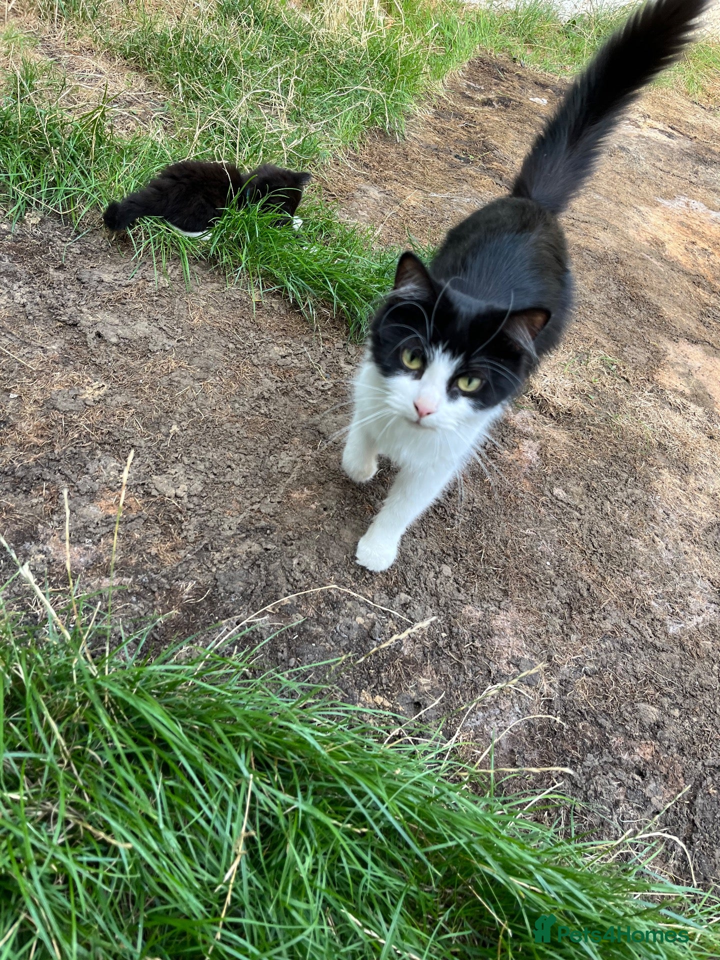 Mixed Breed cats Lovely black and white longhaired boy  - Advert 1