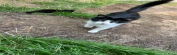 Mixed Breed cats for sale: Lovely black and white longhaired boy  - Advert 1