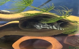 Plecos fish for sale: L236sw Pleco. 1” & 2”-3”  - Image 10