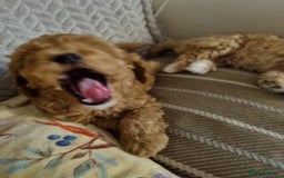 Miniature Poodle dogs for sale: Beautiful Miniature poodles  - Image 8