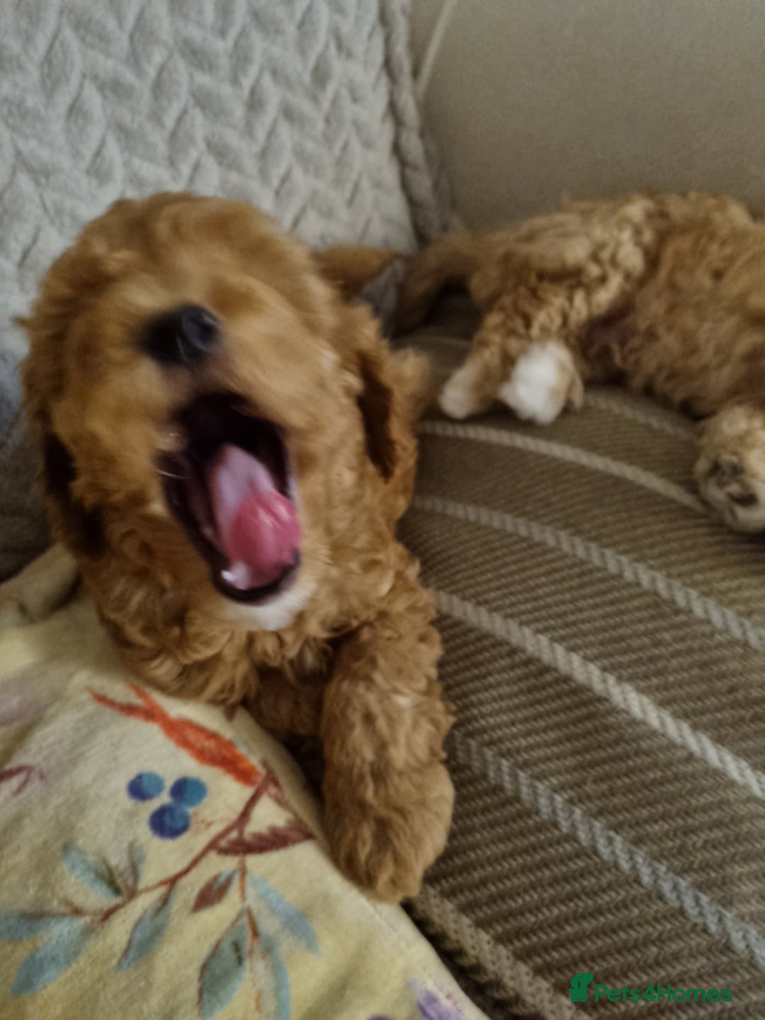 Miniature Poodle dogs for sale: Beautiful Miniature poodles  - Image 8