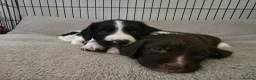 English Springer Spaniel dogs for sale: Stunning litter of English Springer Spaniels  - Advert 3
